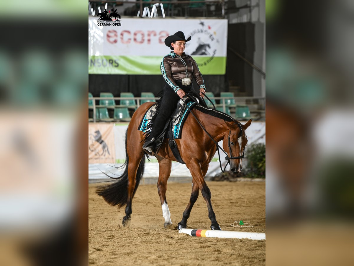 American Quarter Horse Wallach 7 Jahre 170 cm Brauner in Burgebrach