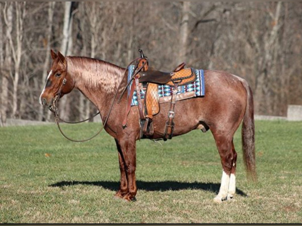 American Quarter Horse Wallach 7 Jahre 173 cm Roan-Red in Los Angeles