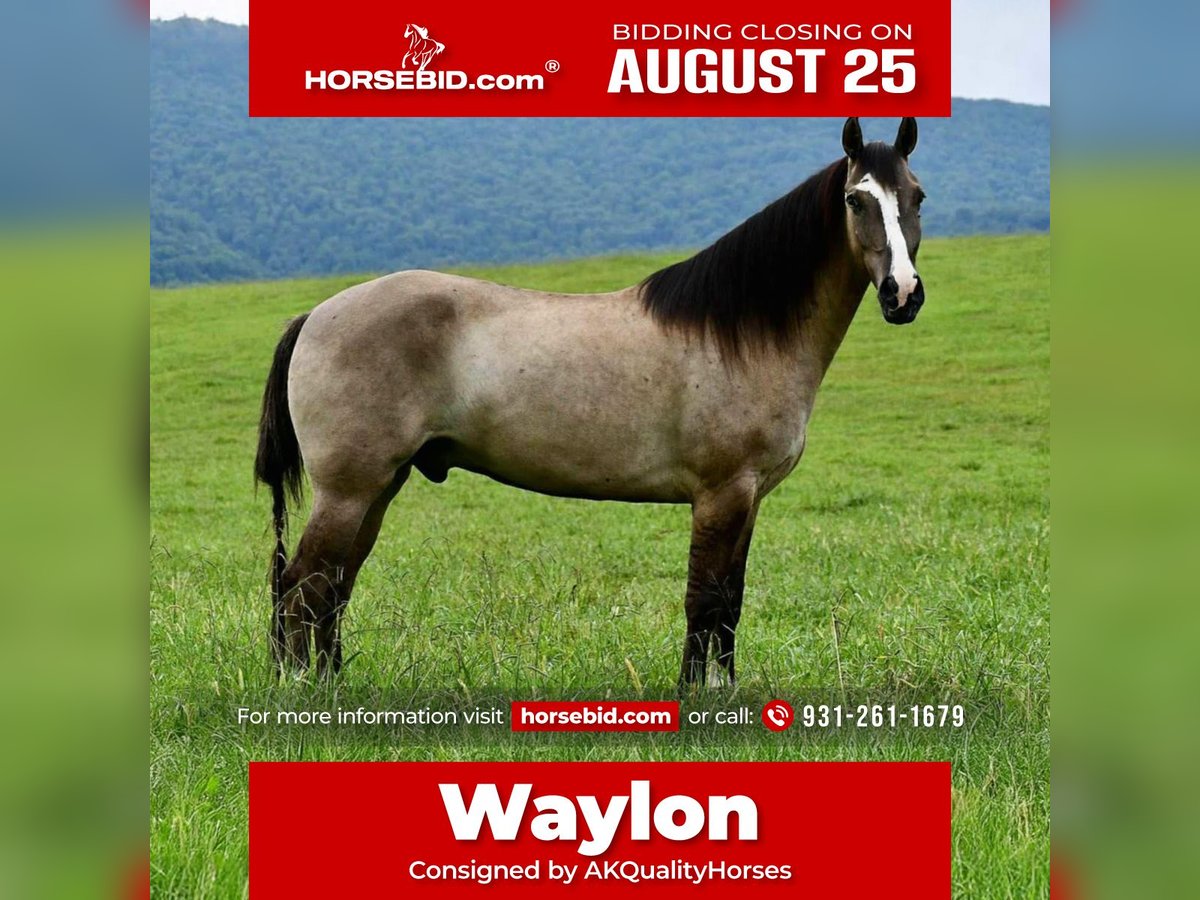 American Quarter Horse Wallach 7 Jahre Grullo in Pikeville