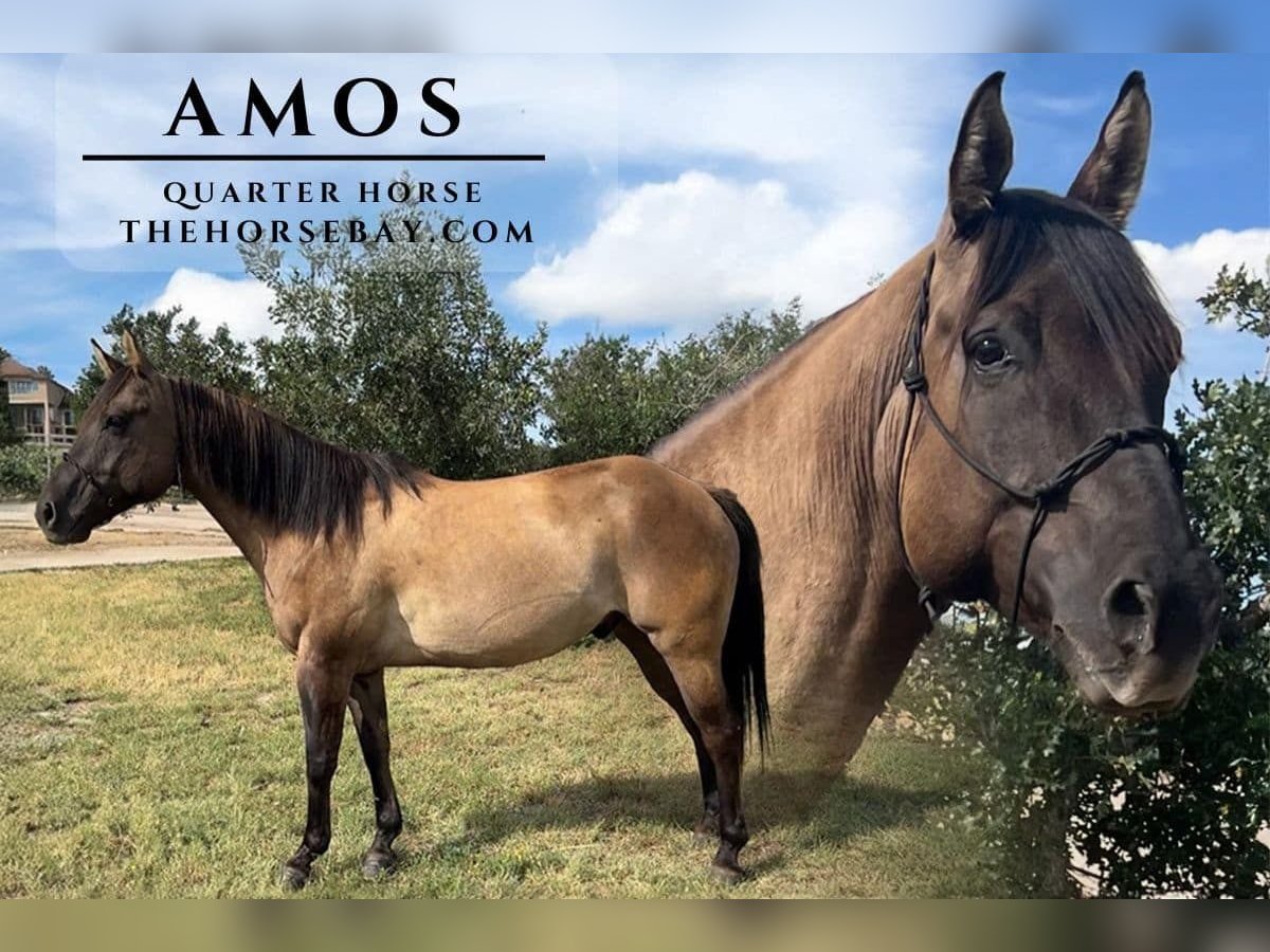 American Quarter Horse Wallach 7 Jahre Grullo in Franktown, CO