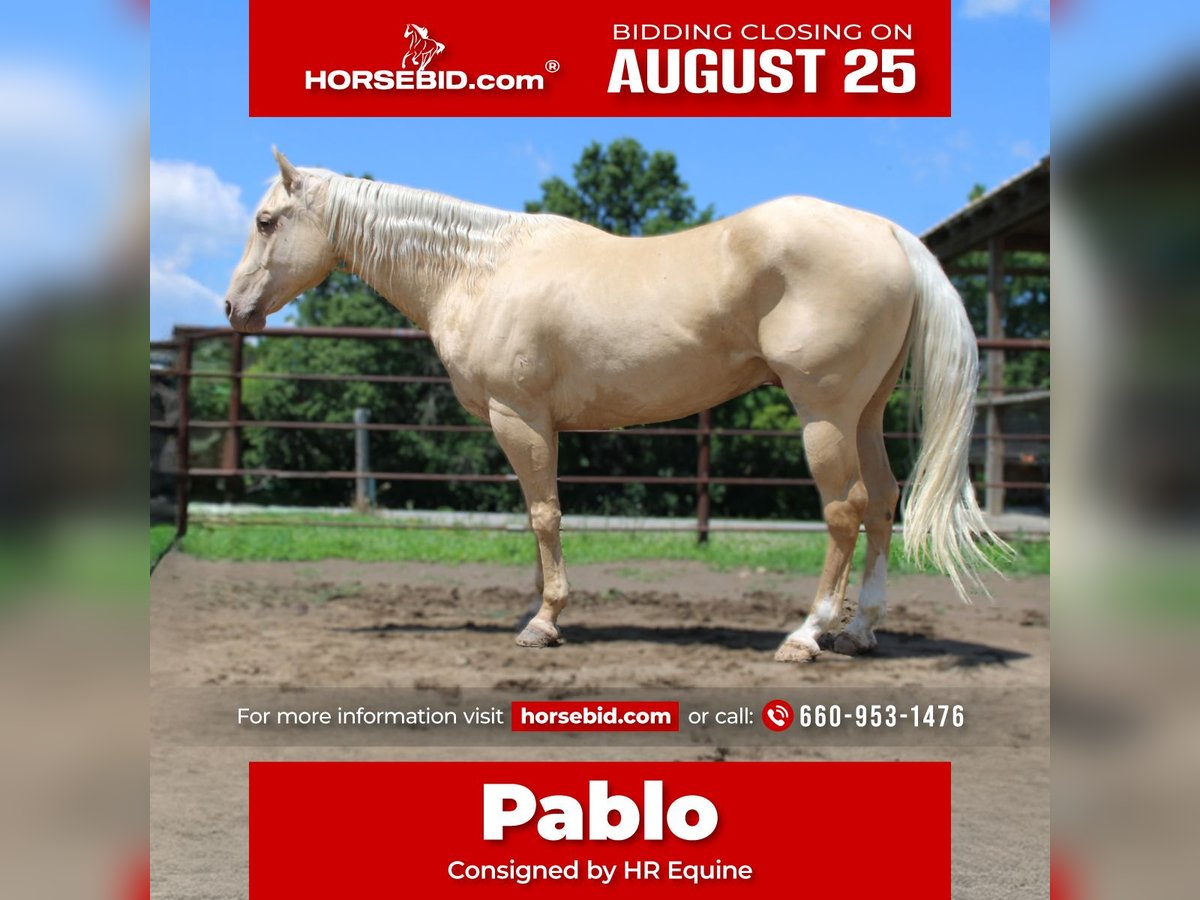 American Quarter Horse Wallach 7 Jahre Palomino in Princeton