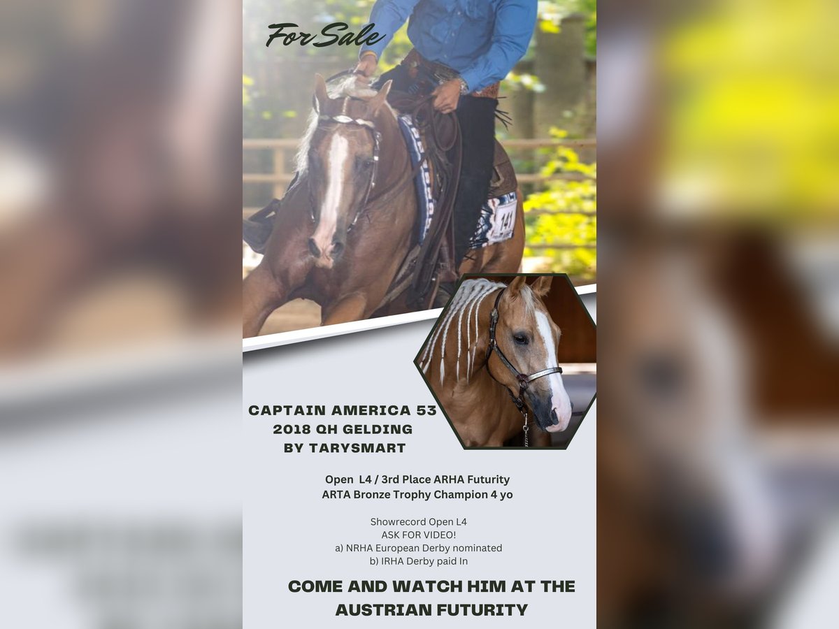 American Quarter Horse Wallach 7 Jahre Palomino in Hainfeld bei F&#xFC;rstenfeld