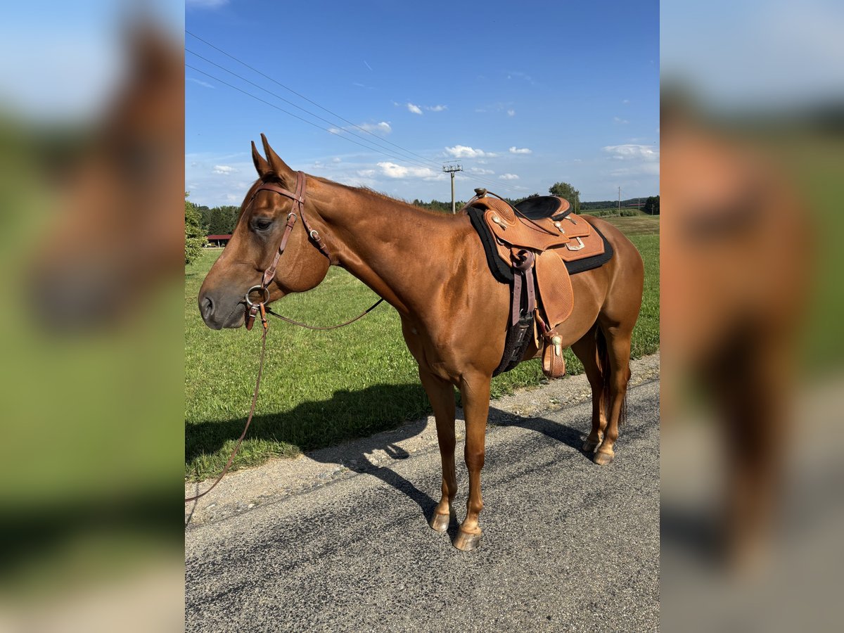 American Quarter Horse Wallach 7 Jahre in Memmingen