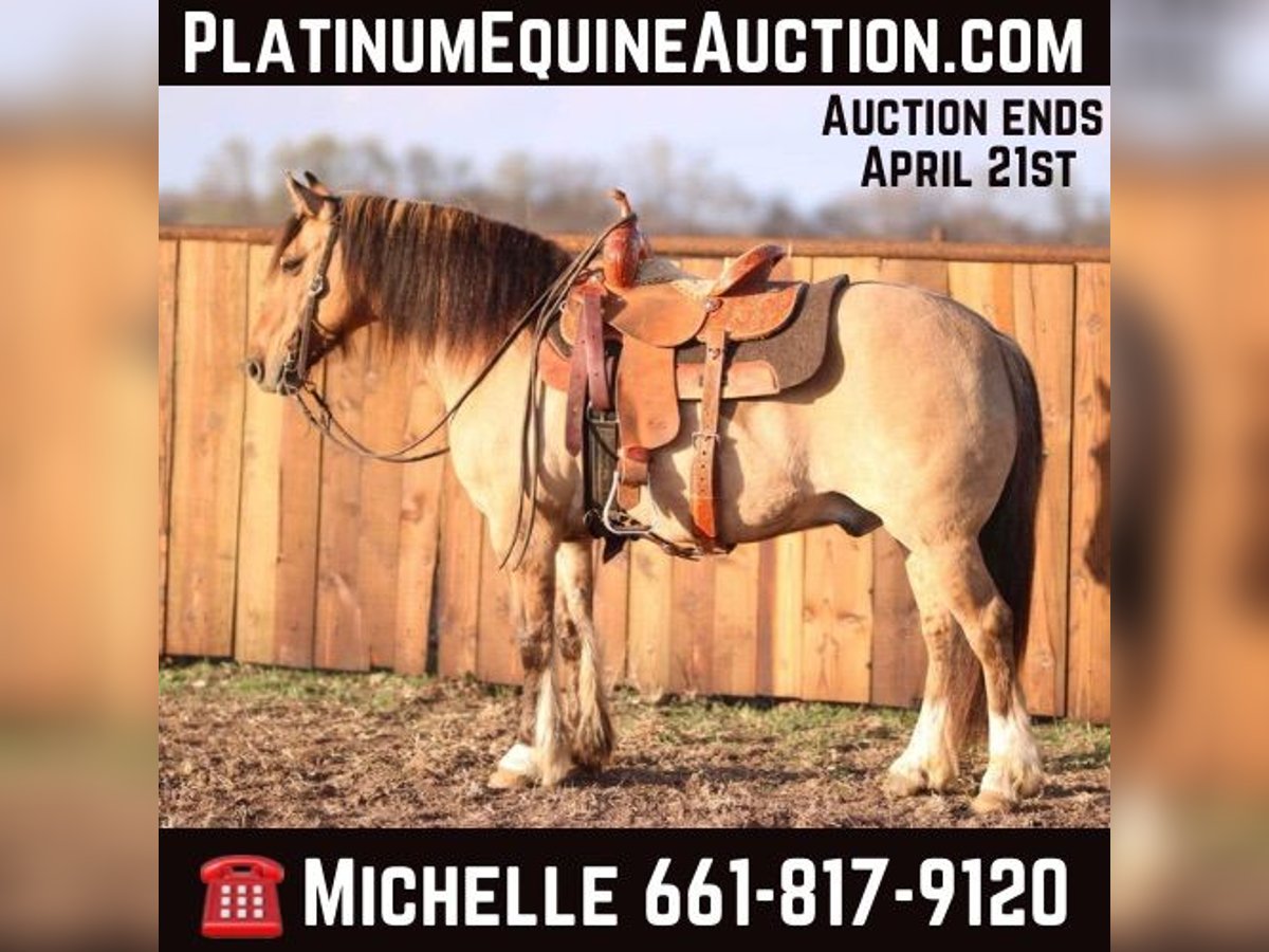 American Quarter Horse Wallach 8 Jahre 140 cm Falbe in Stephenville TX