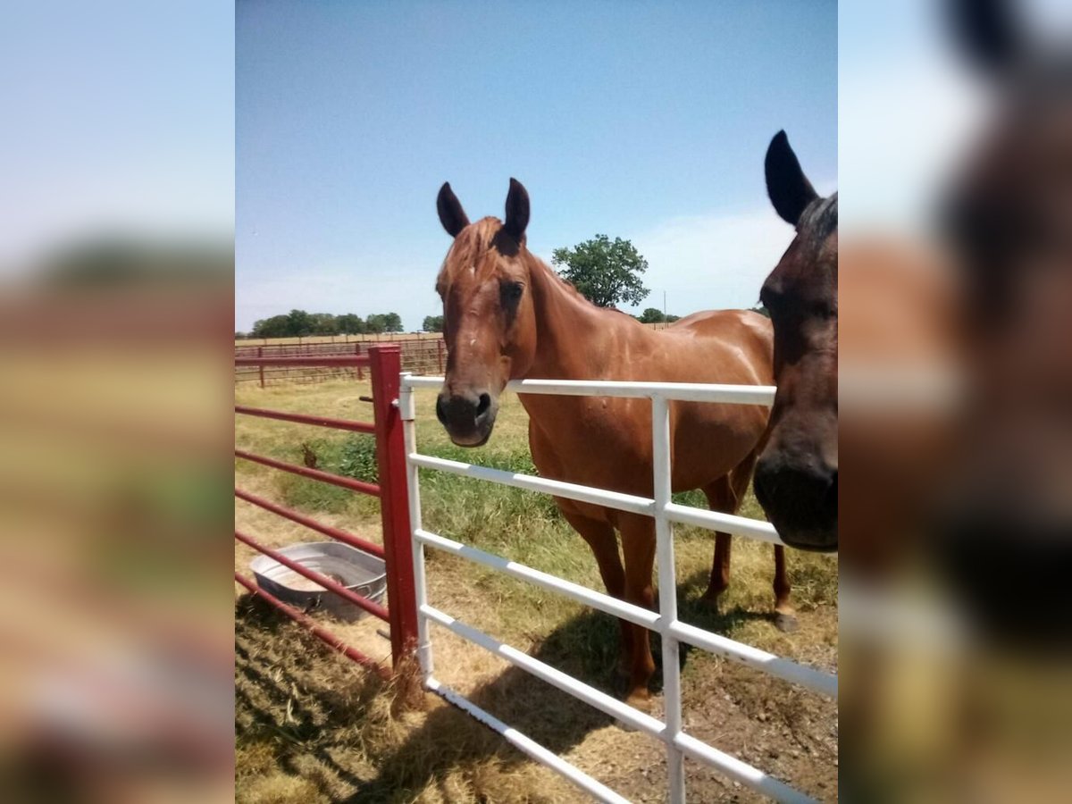 American Quarter Horse Wallach 8 Jahre 142 cm Rotfuchs in Lexington, Oklahoma