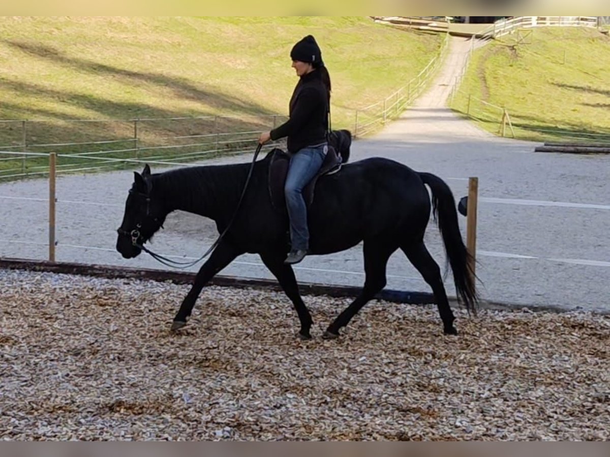 American Quarter Horse Wallach 8 Jahre 144 cm Rappe in Land-&#xDC;belbach