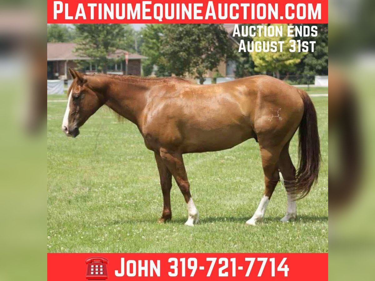 American Quarter Horse Wallach 8 Jahre 145 cm Dunkelfuchs in Libson IA