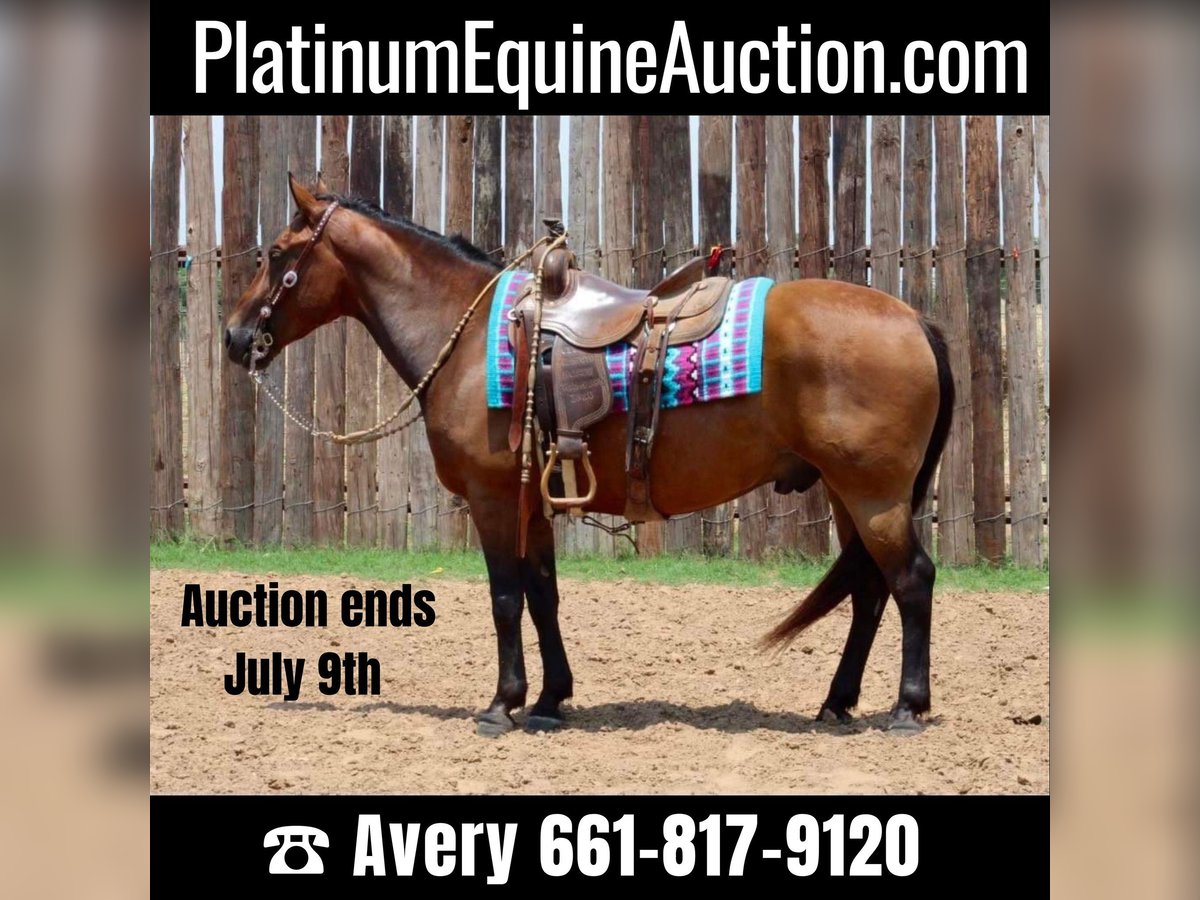 American Quarter Horse Wallach 8 Jahre 145 cm Rotbrauner in Stephenville tx