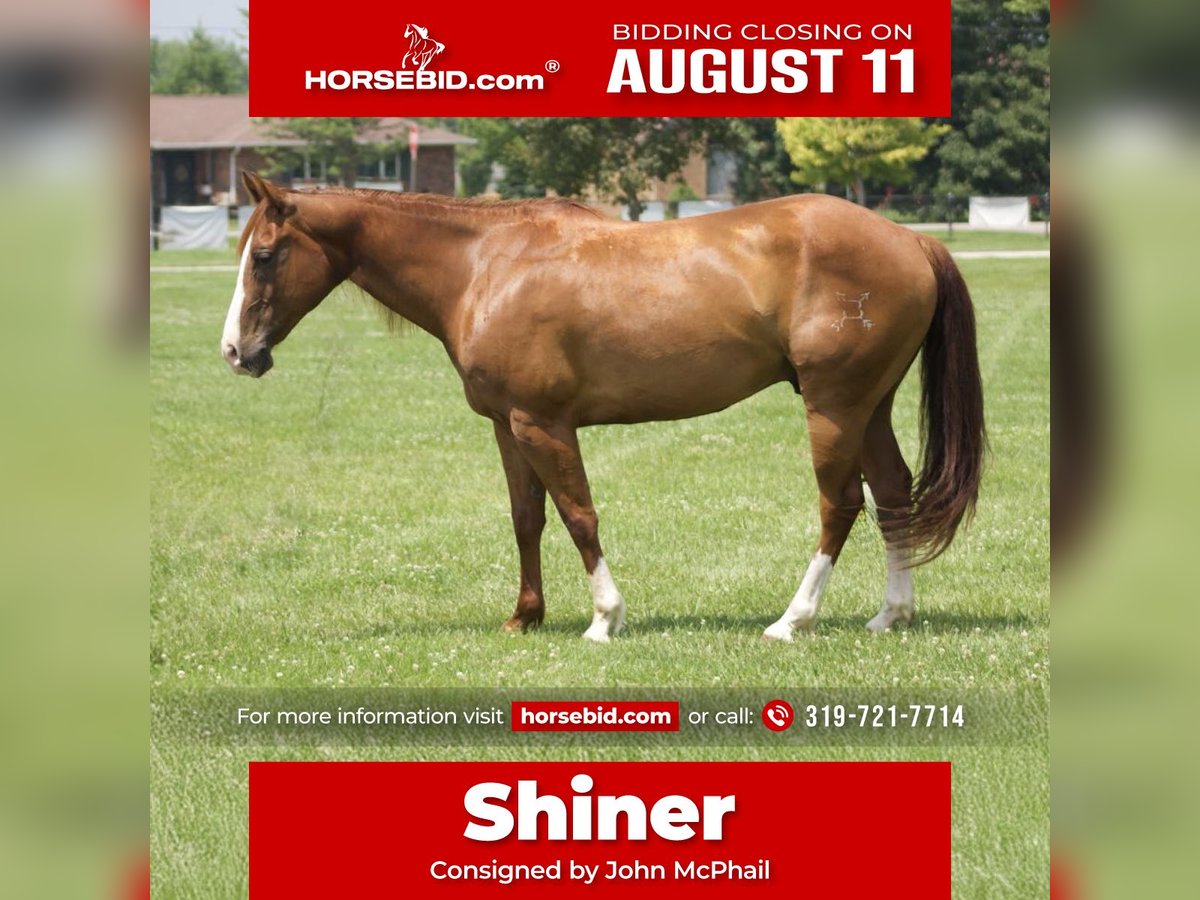 American Quarter Horse Wallach 8 Jahre 145 cm Rotfuchs in Lisbon, IA
