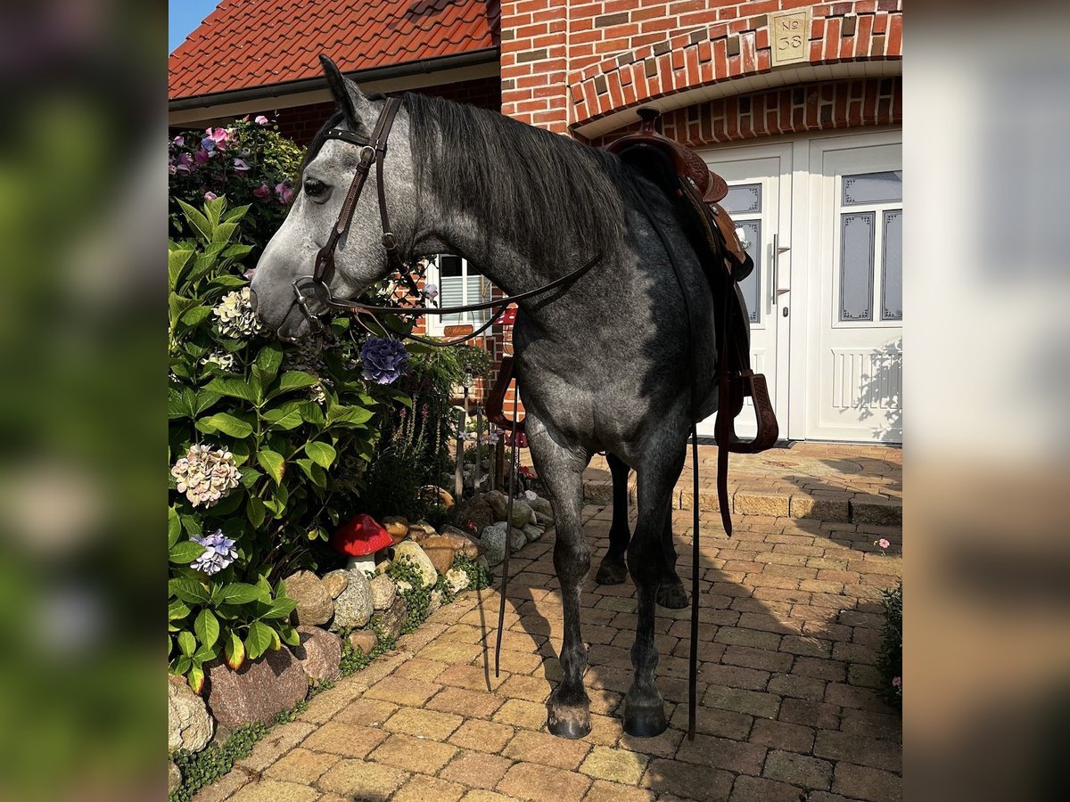 American Quarter Horse Wallach 8 Jahre 147 cm in Haren