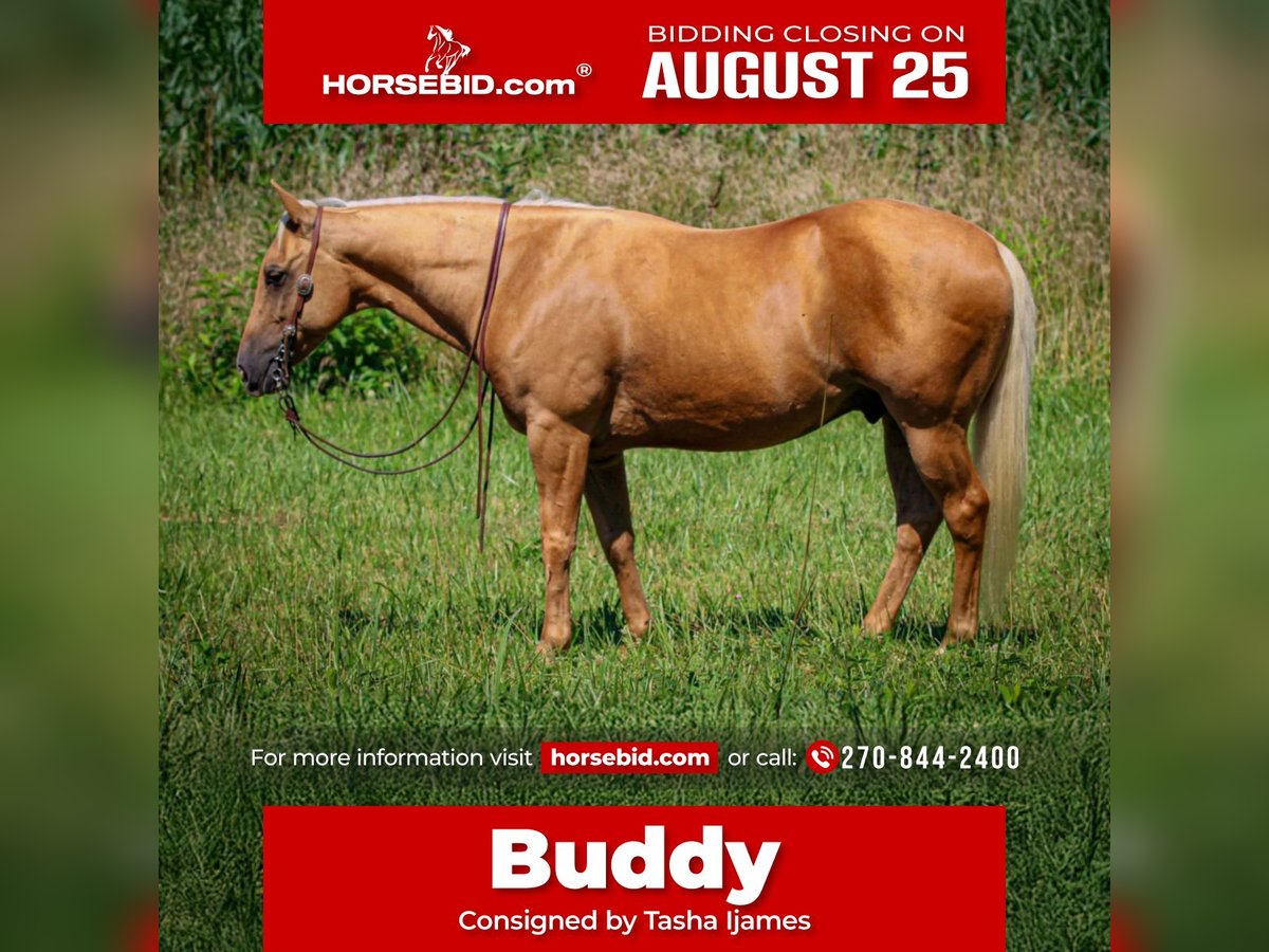 American Quarter Horse Wallach 8 Jahre 147 cm Palomino in Henderson
