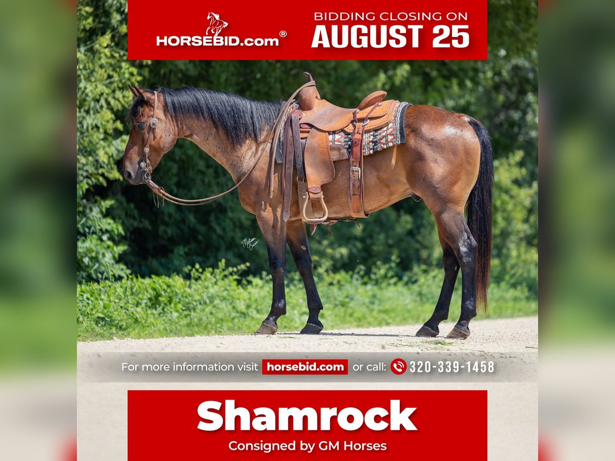 American Quarter Horse Wallach 8 Jahre 147 cm Roan-Bay in Cannon Falls