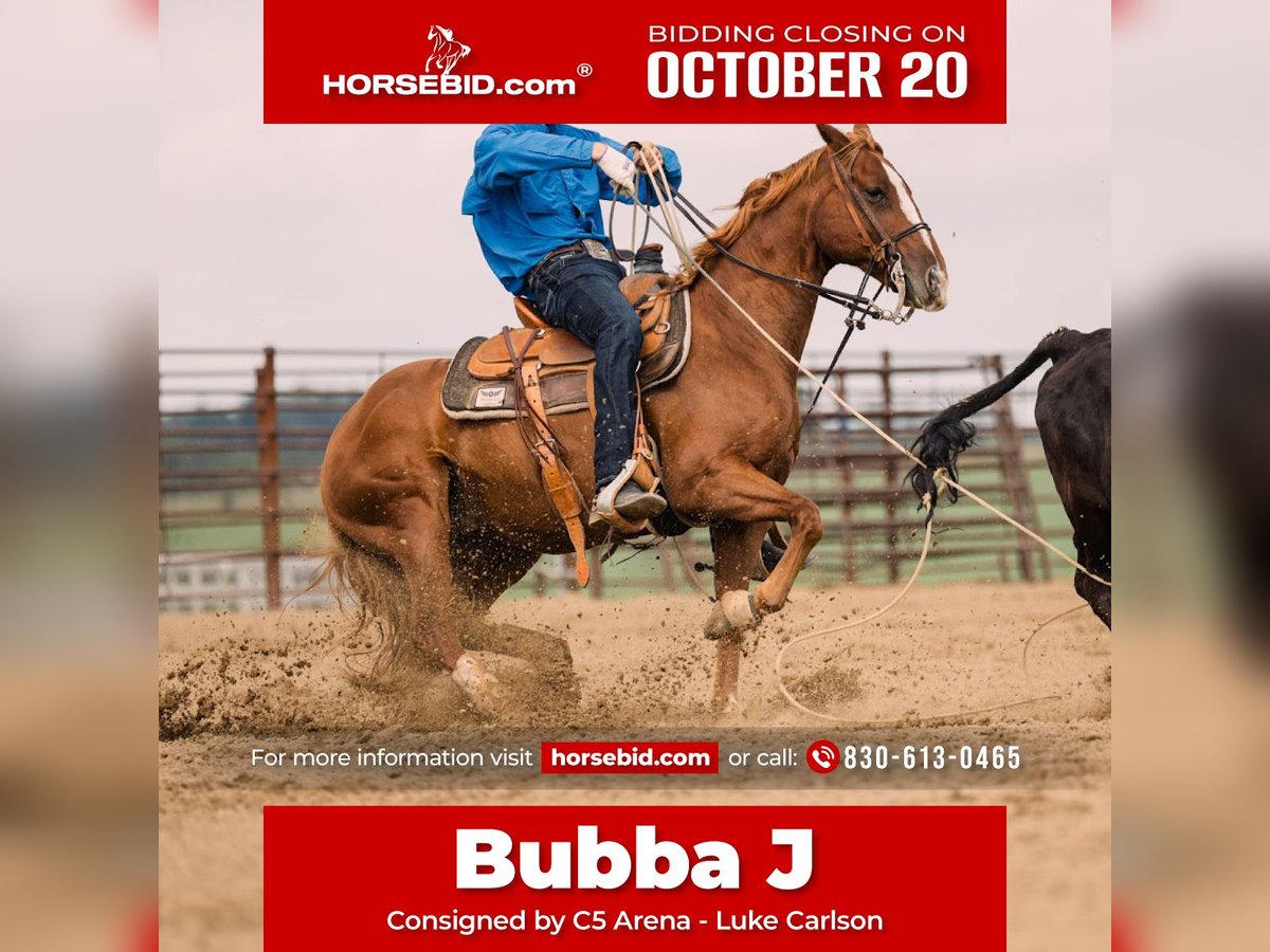 American Quarter Horse Wallach 8 Jahre 147 cm Rotfuchs in Decorah