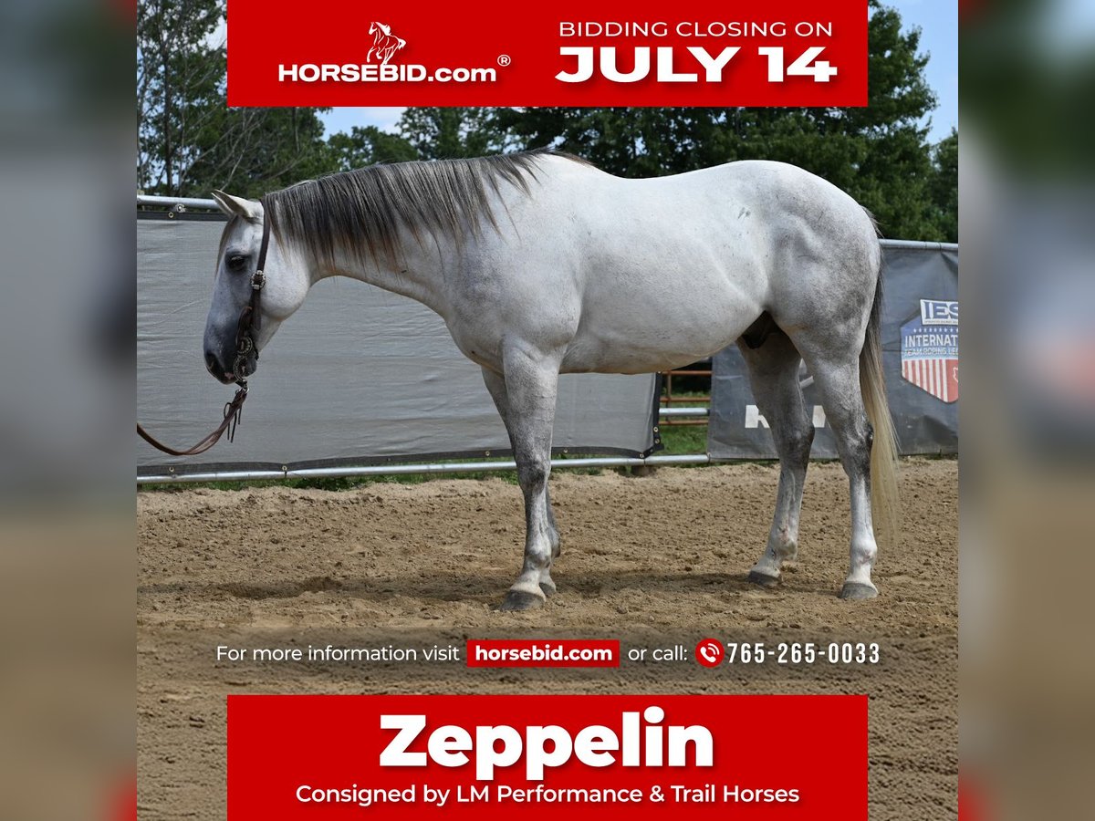 American Quarter Horse Wallach 8 Jahre 147 cm Schimmel in Scottsburg, IN