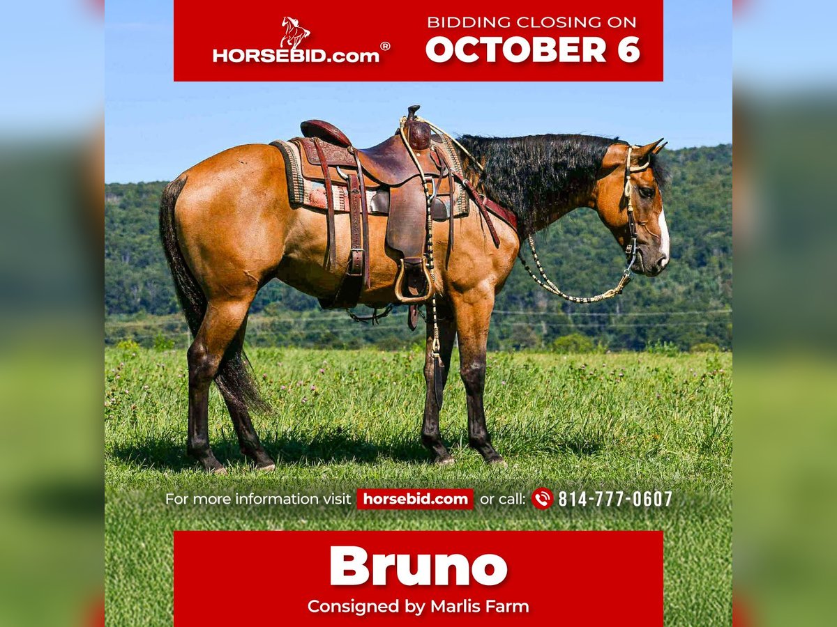 American Quarter Horse Wallach 8 Jahre 150 cm Falbe in Rebersburg, PA