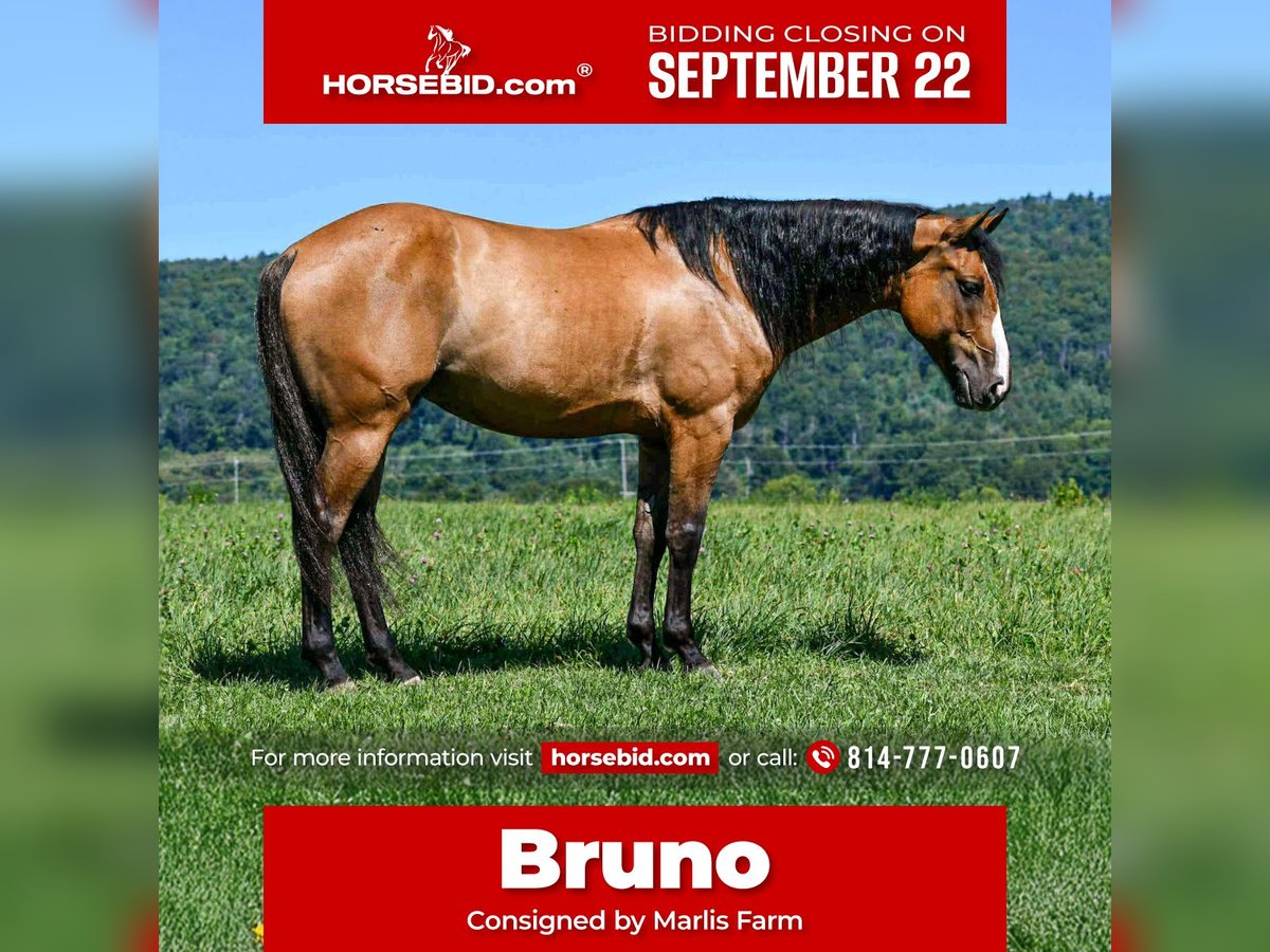 American Quarter Horse Wallach 8 Jahre 150 cm Falbe in Rebersburg