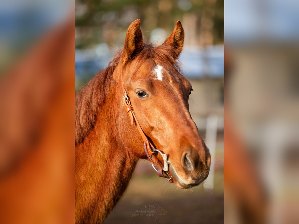 American Quarter Horse Wallach 8 Jahre 150 cm Fuchs in Tetenb&#xFC;ll