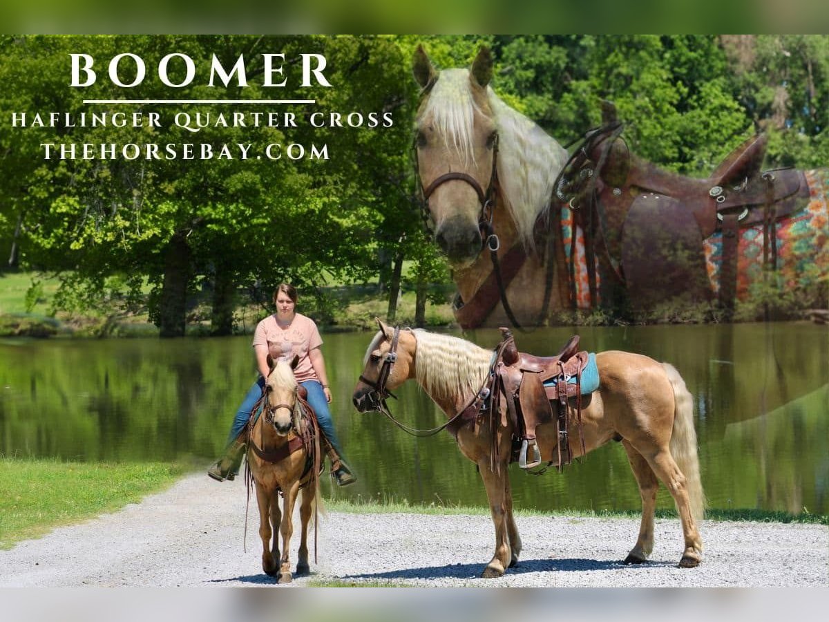 American Quarter Horse Mix Wallach 8 Jahre 150 cm Palomino in Tompkinsville, KY