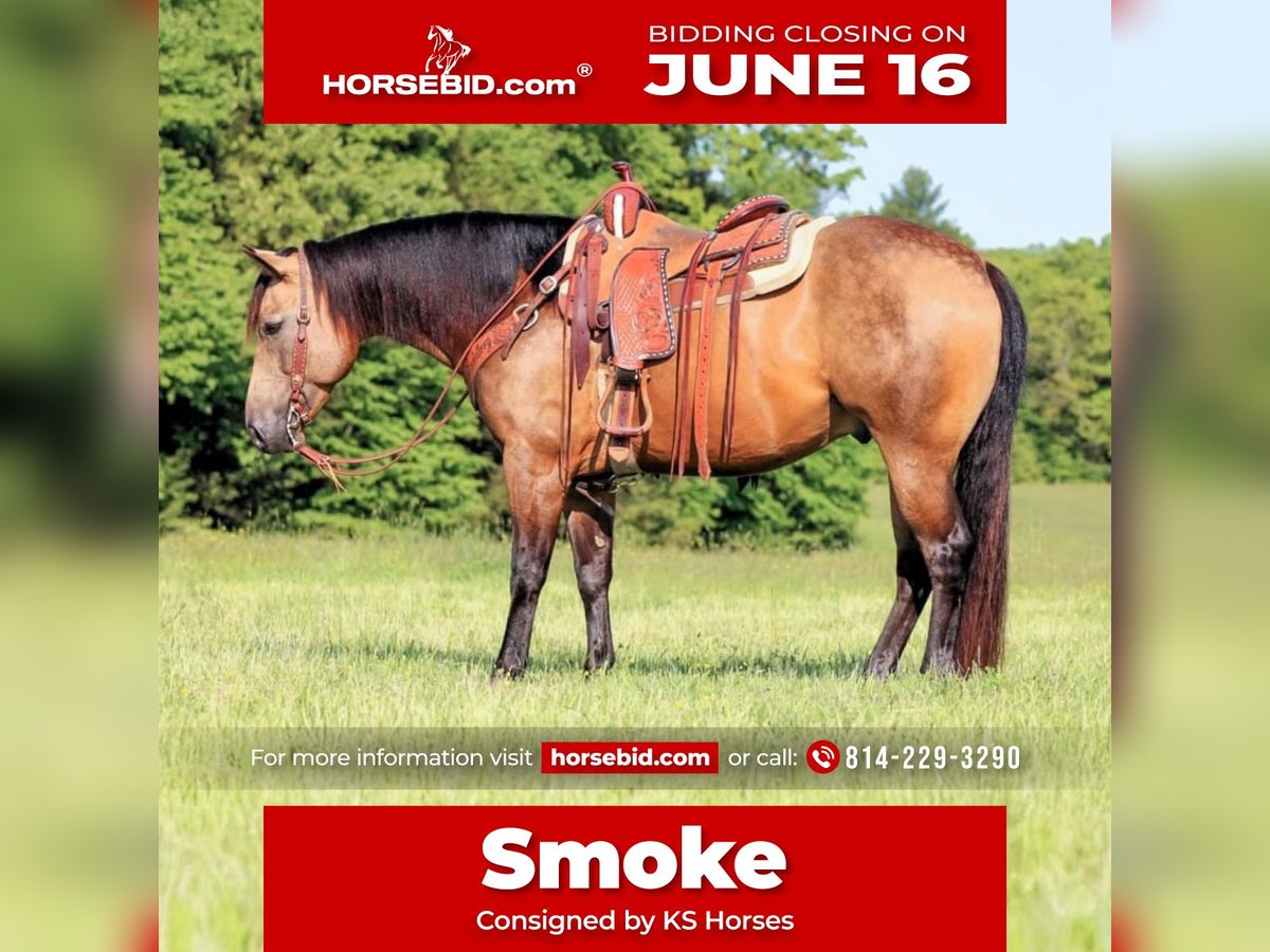 American Quarter Horse Wallach 8 Jahre 152 cm Buckskin in Clarion, PA