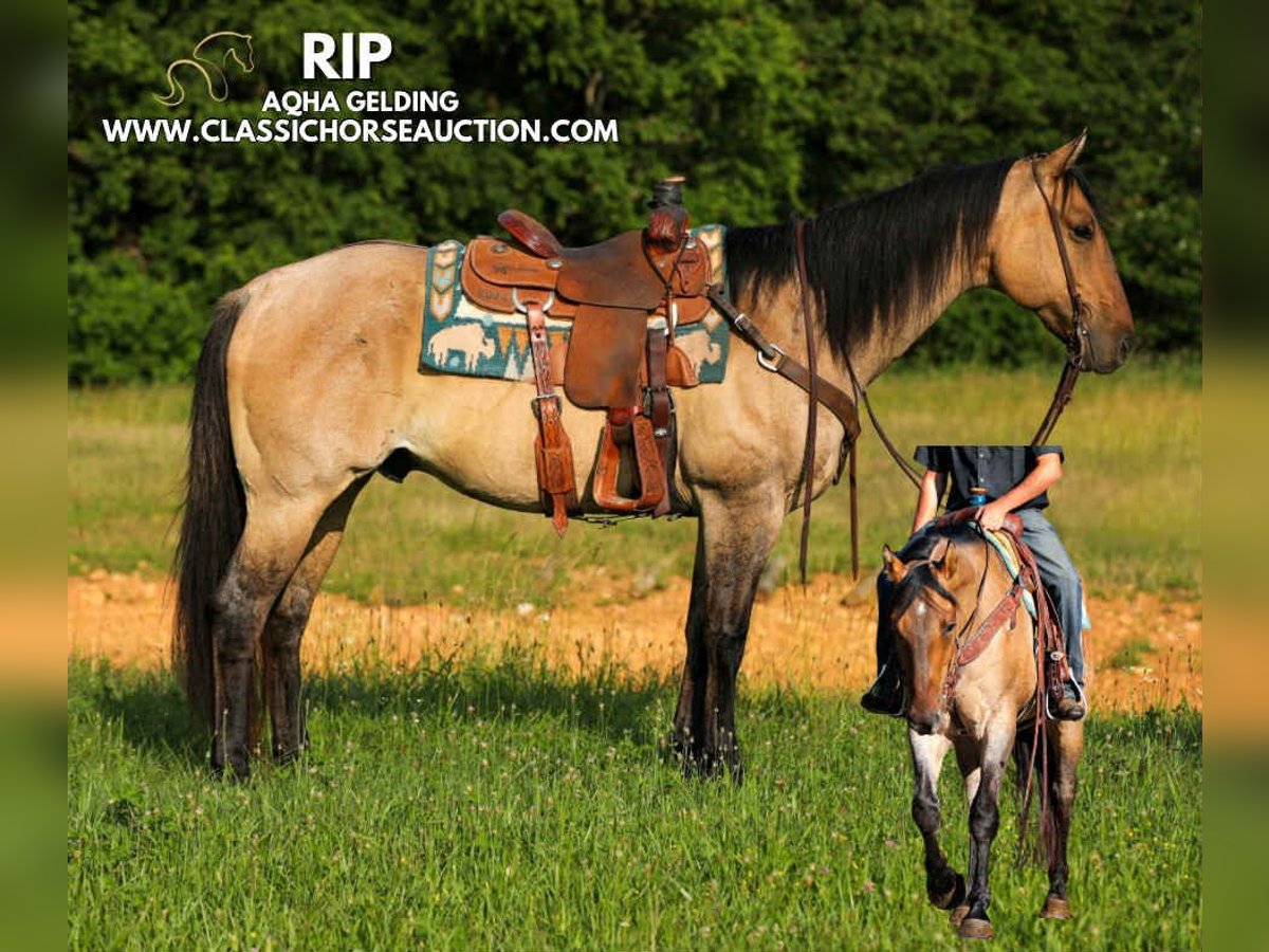 American Quarter Horse Wallach 8 Jahre 152 cm Falbe in Columbia, TN