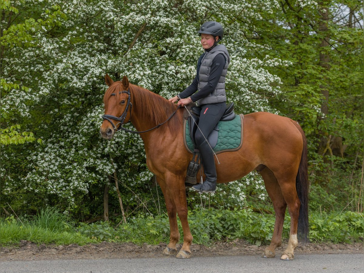 American Quarter Horse Wallach 8 Jahre 152 cm Fuchs in Großalmerode