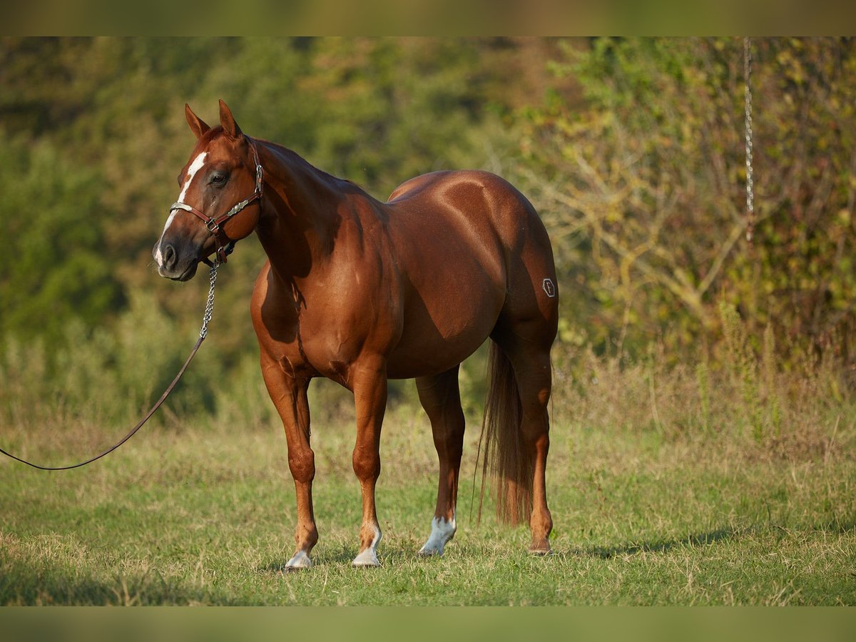American Quarter Horse Wallach 8 Jahre 152 cm Fuchs in M&#xFC;nchen