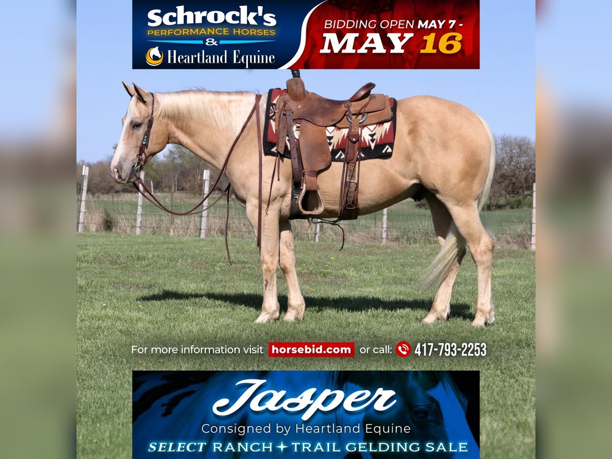 American Quarter Horse Wallach 8 Jahre 152 cm Palomino in Mount Vernon, MO