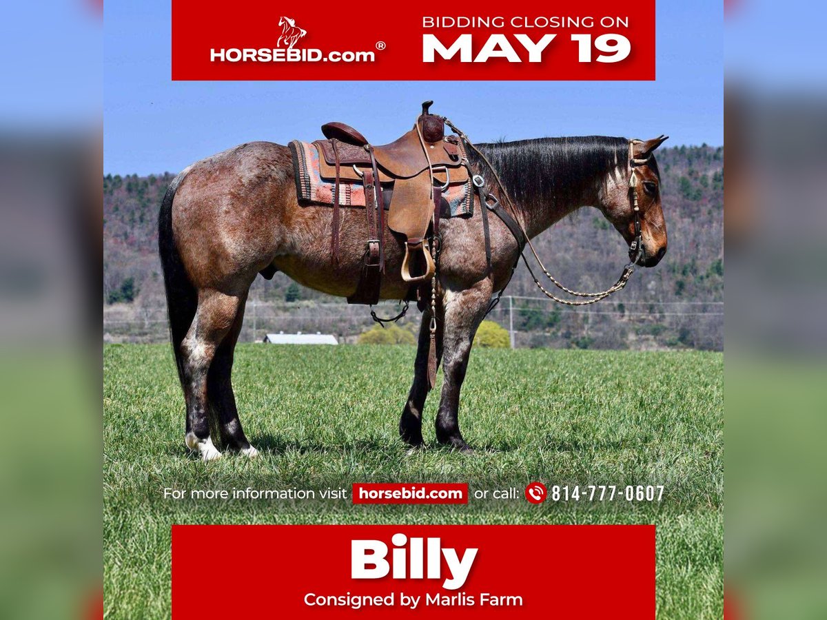 American Quarter Horse Wallach 8 Jahre 152 cm Roan-Bay in Rebersburg, PA