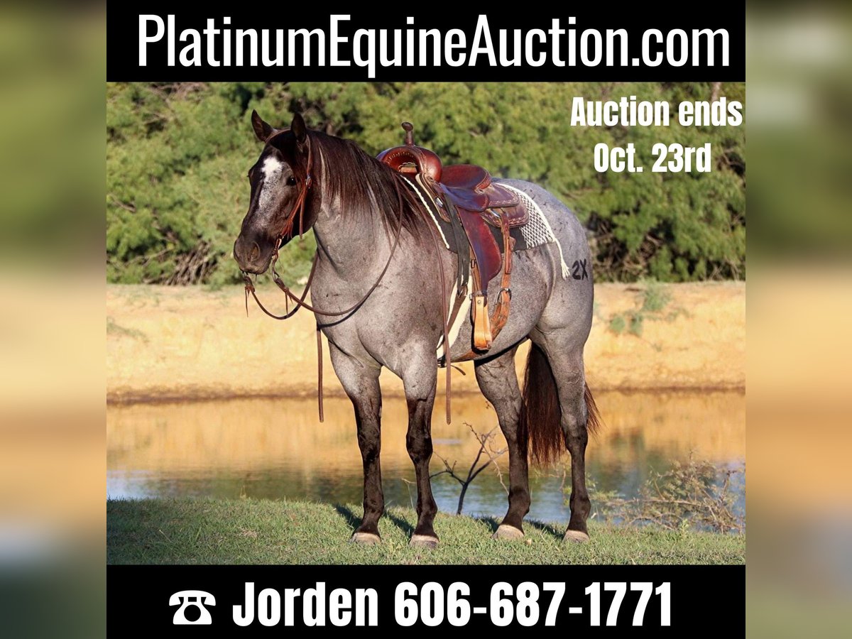 American Quarter Horse Wallach 8 Jahre 152 cm Roan-Blue in Cleburne. TX