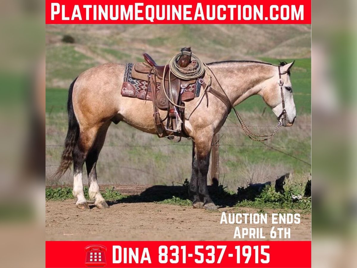 American Quarter Horse Wallach 8 Jahre 152 cm Schimmel in Paicines CA