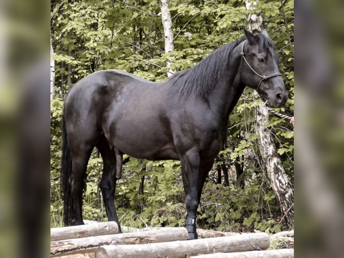 American Quarter Horse Wallach 8 Jahre 153 cm Rappe in Neureichenau