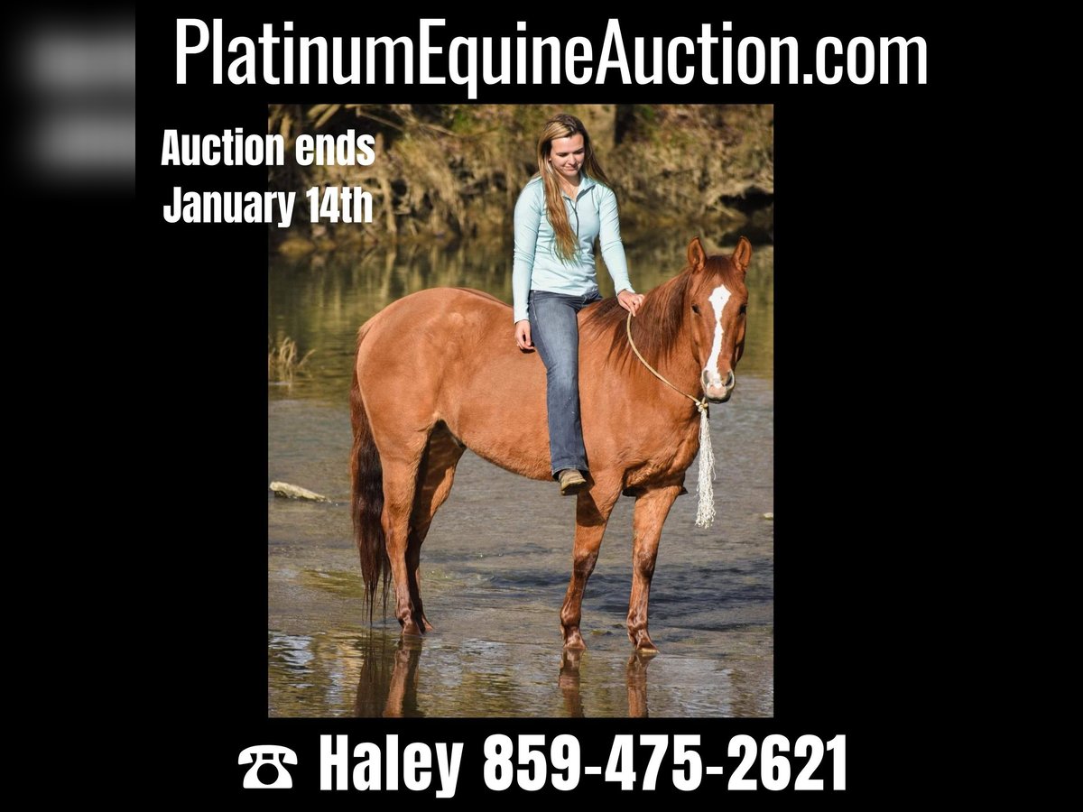 American Quarter Horse Wallach 8 Jahre 155 cm Falbe in Ewing KY