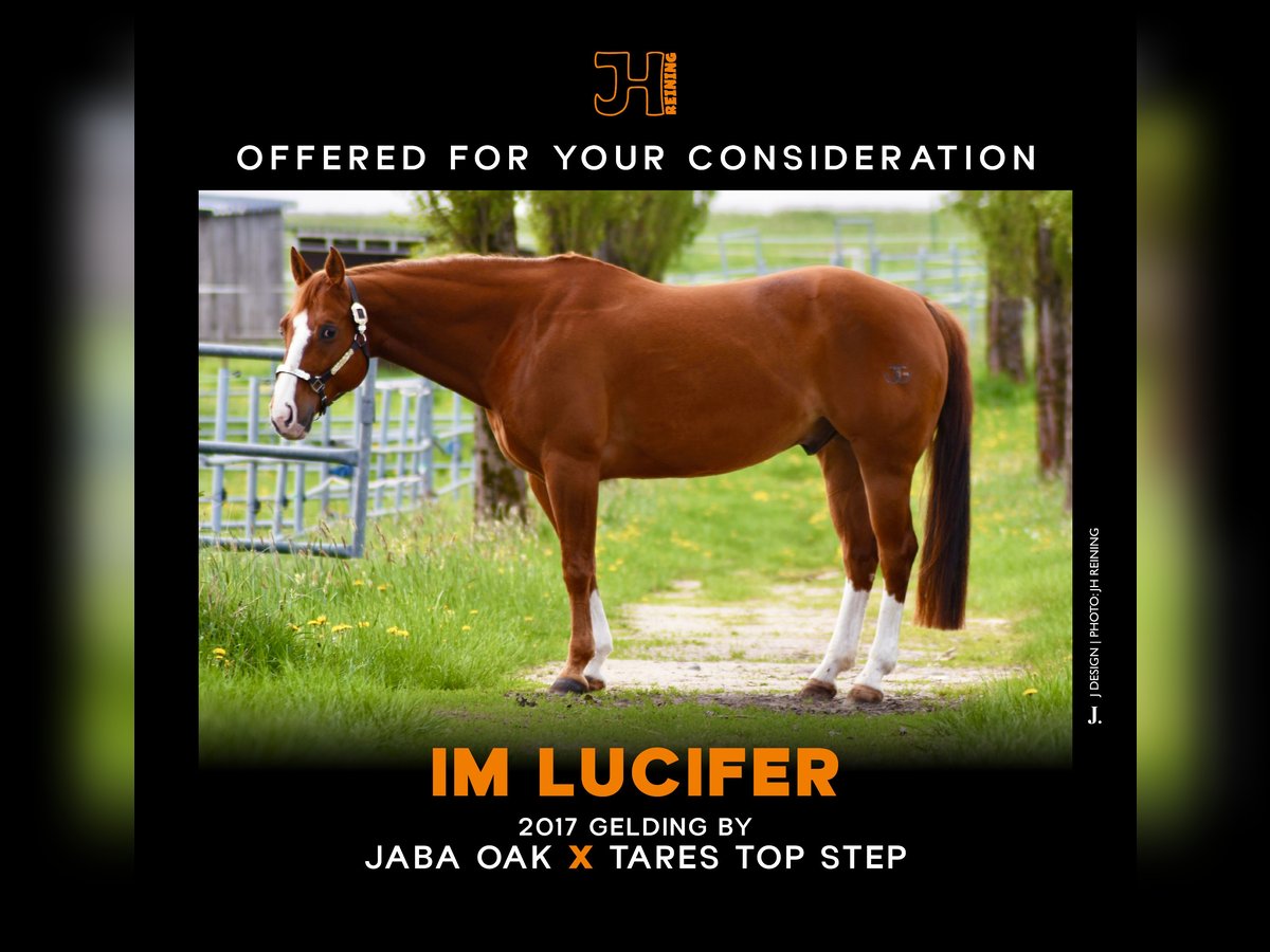 American Quarter Horse Wallach 8 Jahre 155 cm Fuchs in Parkstein