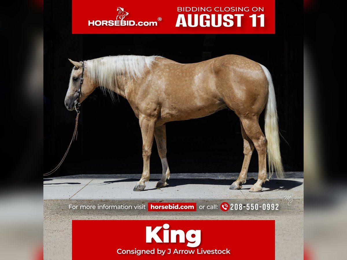 American Quarter Horse Wallach 8 Jahre 155 cm Palomino in Caldwell, ID