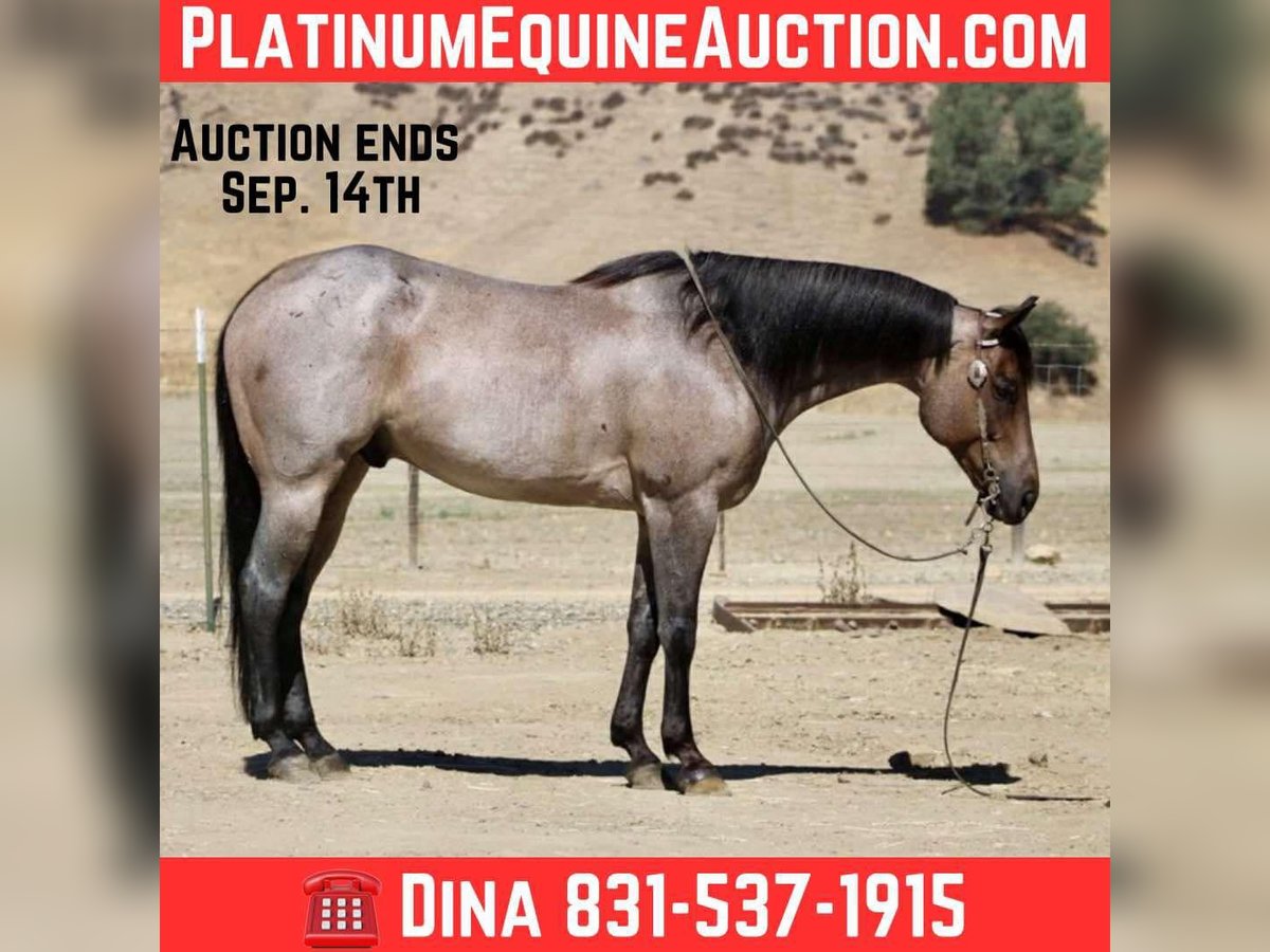 American Quarter Horse Wallach 8 Jahre 155 cm Roan-Blue in Paicines CA