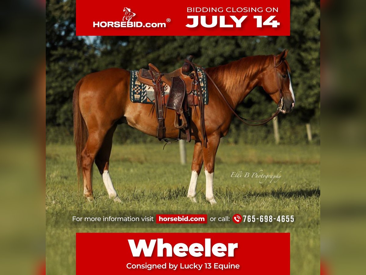 American Quarter Horse Wallach 8 Jahre 155 cm Rotfuchs in Brodhead