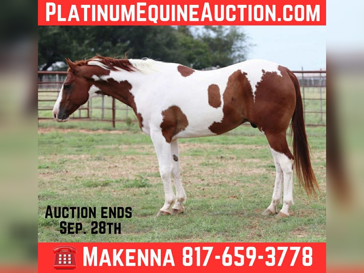 American Quarter Horse Wallach 8 Jahre 155 cm Tobiano-alle-Farben in Lipan TX