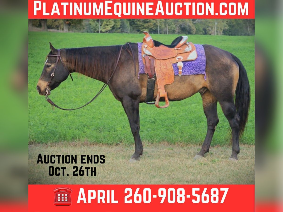 American Quarter Horse Wallach 8 Jahre 157 cm Buckskin in Saint Joe IN