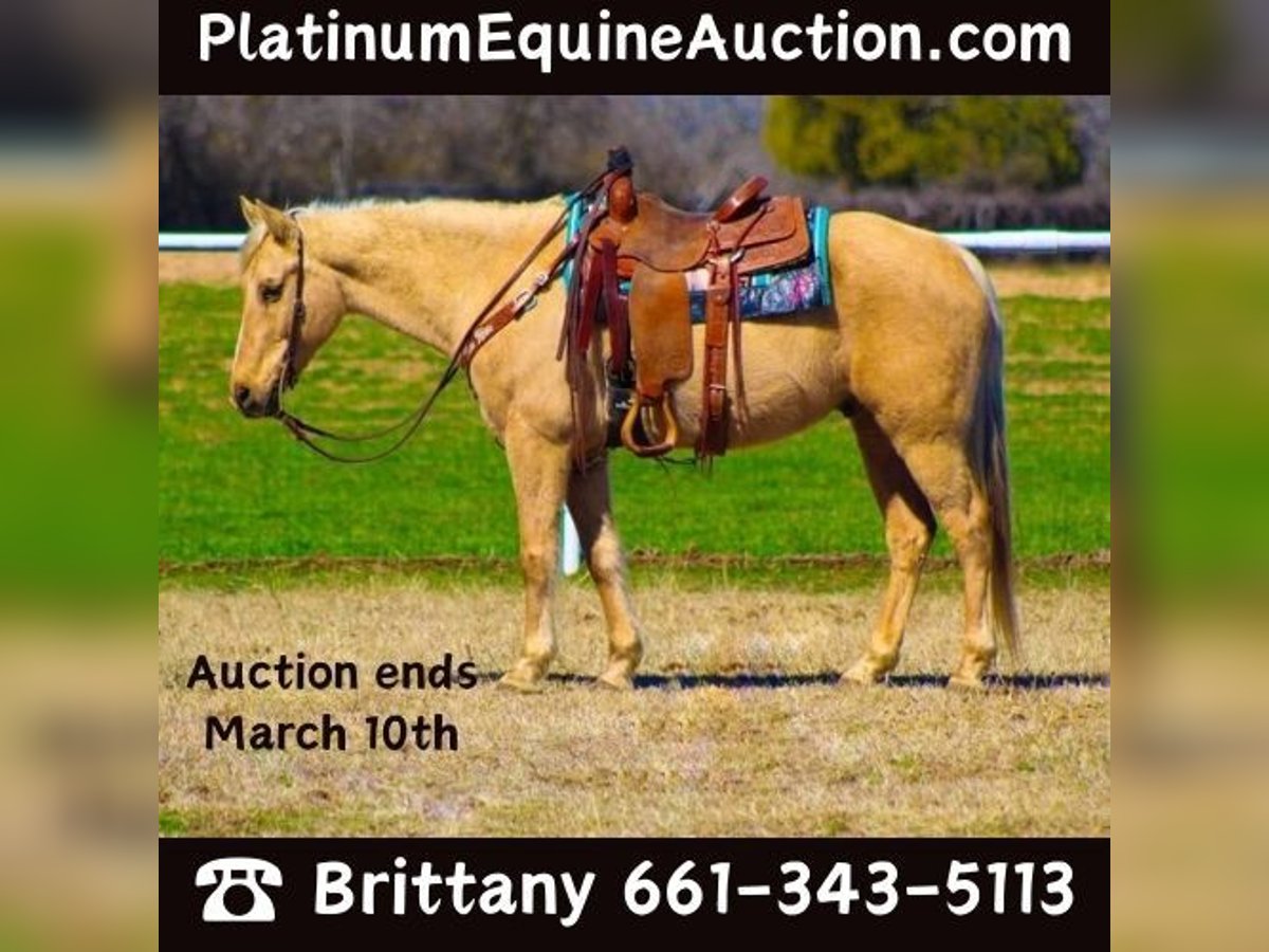 American Quarter Horse Wallach 8 Jahre 157 cm Palomino in Stephenville, TX