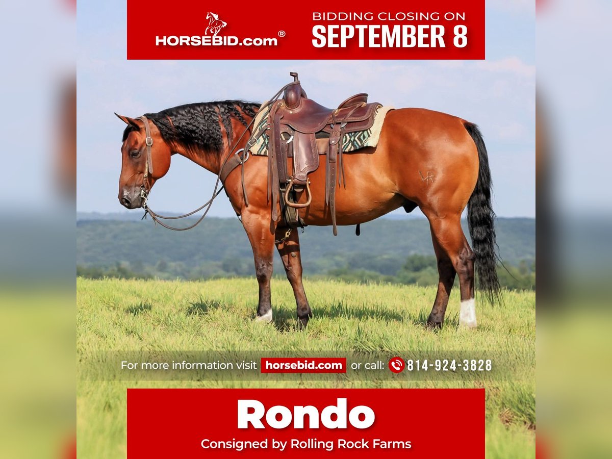 American Quarter Horse Wallach 8 Jahre 157 cm Rotbrauner in Clarion