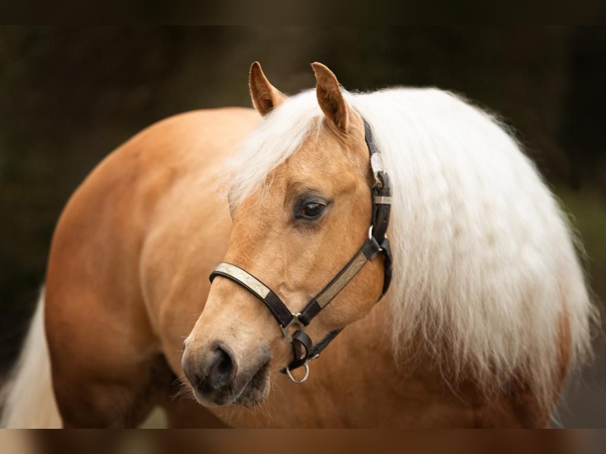 American Quarter Horse Wallach 8 Jahre 159 cm Palomino in Spechbach
