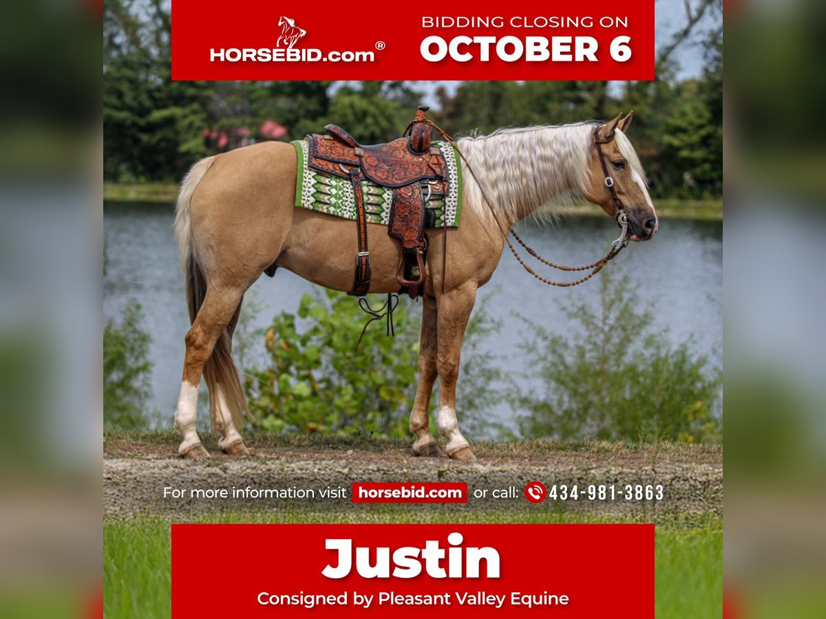 American Quarter Horse Wallach 8 Jahre 160 cm Palomino in Robards