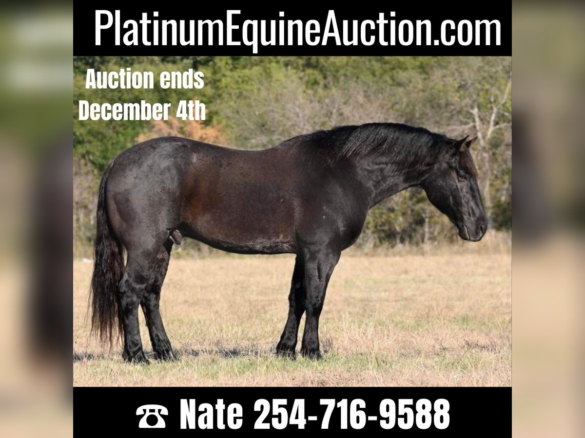 American Quarter Horse Wallach 8 Jahre 160 cm Roan-Blue in Waco TX