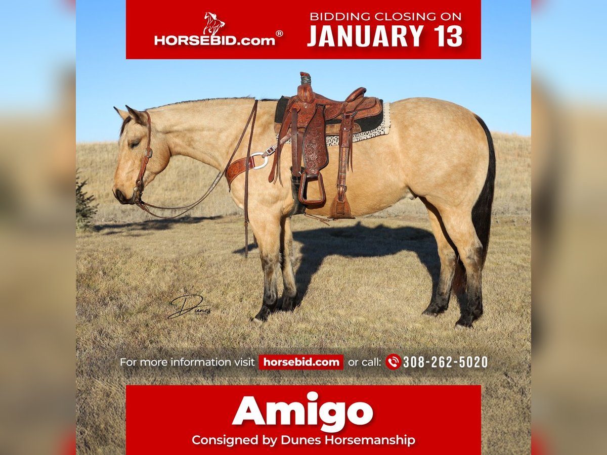 American Quarter Horse Wallach 8 Jahre 163 cm Buckskin in Thedford, NE