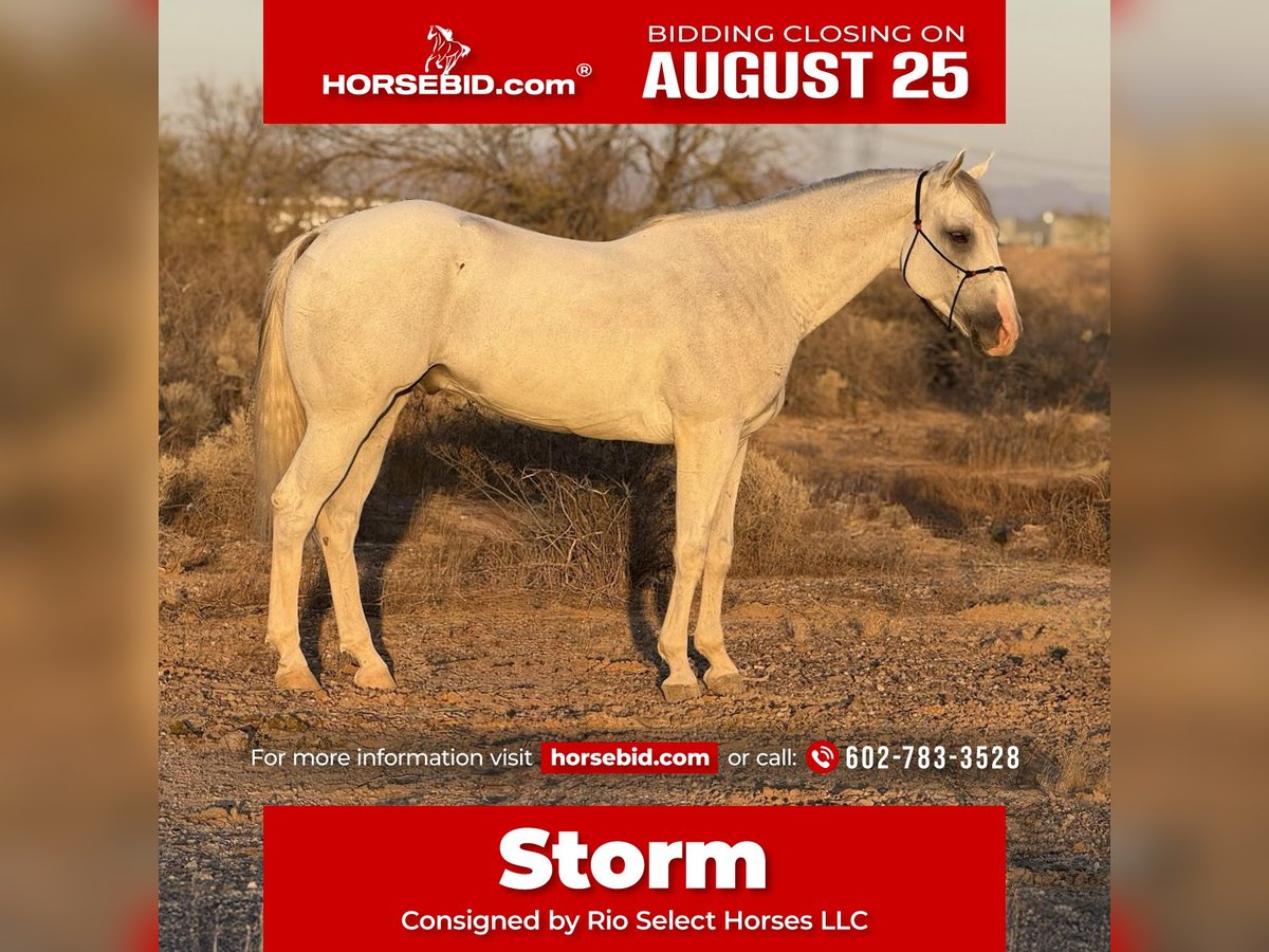 American Quarter Horse Wallach 8 Jahre 163 cm Schimmel in Tonopah