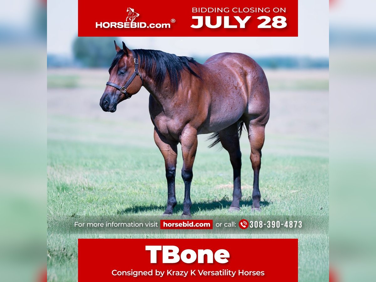 American Quarter Horse Wallach 8 Jahre 170 cm Roan-Bay in Grand Island