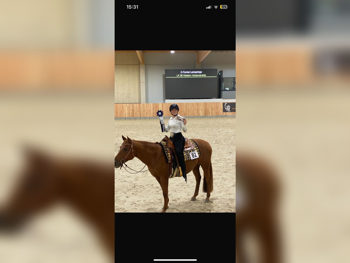 American Quarter Horse Wallach 8 Jahre Fuchs in GuxhagenGuxhagen