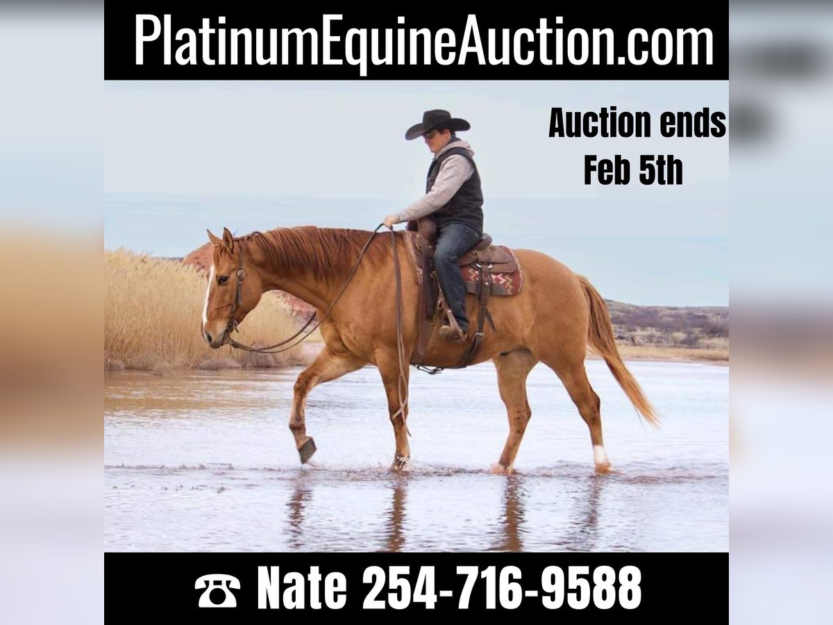 American Quarter Horse Wallach 8 Jahre Red Dun in Waco TX