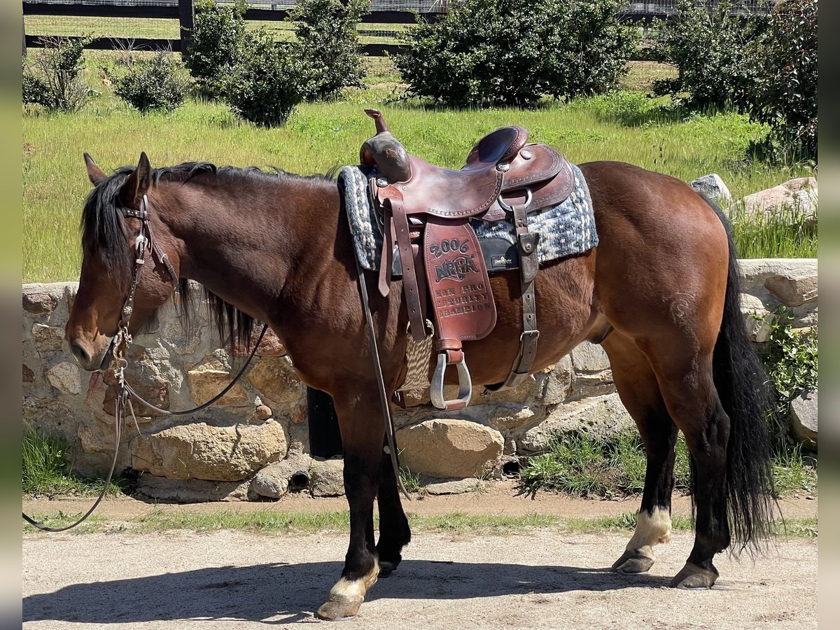 American Quarter Horse Wallach 8 Jahre Rotbrauner in Murrieta, CA