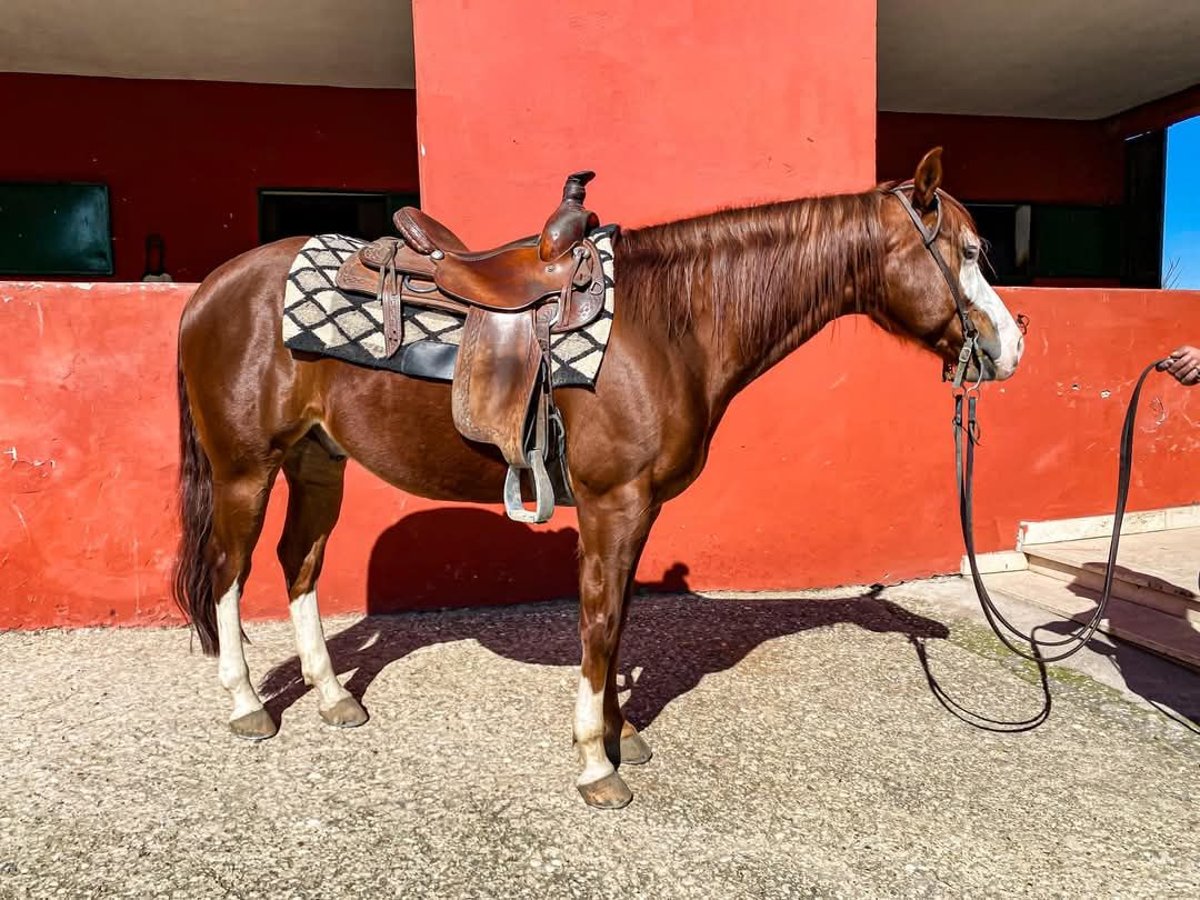 American Quarter Horse Wallach 8 Jahre Rotfuchs in Narni